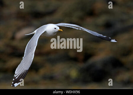Adult Common Gull in flight Orkney Scotland Stock Photo