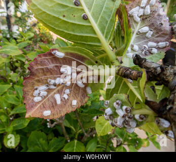 Hydrangea scale bug, white scale insect, Pulvinaria hydrangeae. A sap sucking insect on the underside of hydrangea leaves Stock Photo