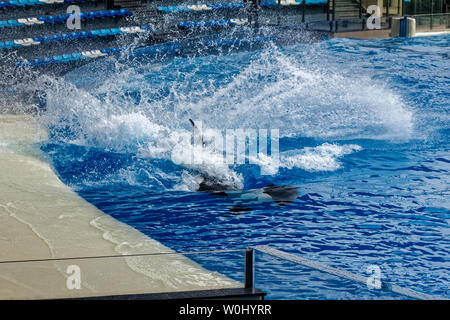 Haichang Ocean Park orca performance in Shanghai Stock Photo