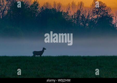 Deer against fog and sunrise on field at Lynde Shores Conservation Area , Ajax , Ontario Stock Photo