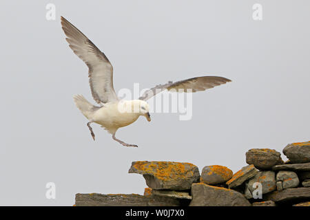 Northern Fulmar coming into land on a lichen covered drystone wall North Ronaldsay Orkney Scotland Stock Photo
