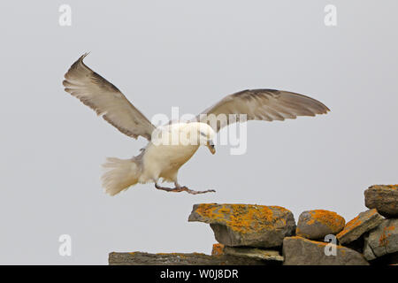 Northern Fulmar coming into land on a lichen covered drystone wall North Ronaldsay Orkney Scotland Stock Photo