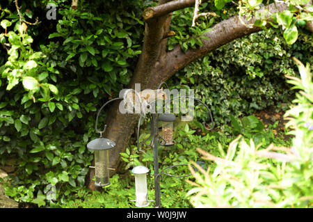 Squirrel in the garden Stock Photo