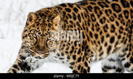The Amur leopard is a leopard subspecies of SE Russia and NE China. It has been critically endangered since 1996 with 70 adults left in the wild. Stock Photo