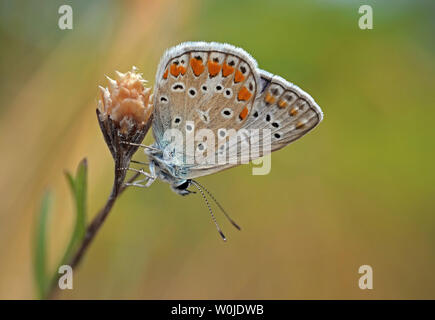 Common blue butterfly on a dry flower in the garden Stock Photo