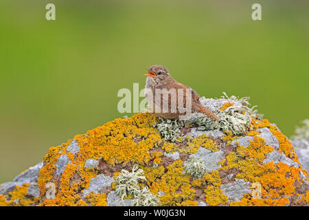 Winter Wren on lichen covered rocks North Ronaldsay Orkney Scotland Stock Photo
