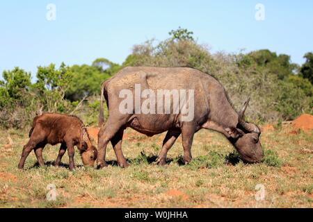 Cape buffalo (Syncerus caffer), adult, mother with young animal, eating, Addo Elephant National Park, Eastern Cape, South Africa Stock Photo
