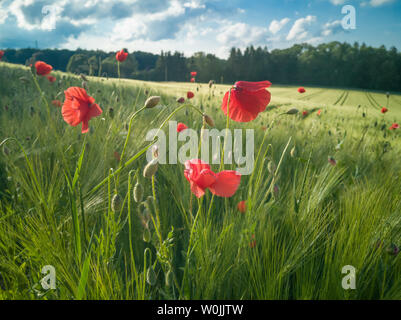 On the edge of a barley field are poppy plants. It is early summer, the sun is shining and the sky is blue. In the background are the tracks of the tr Stock Photo