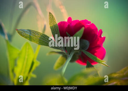 red peony flower in the garden Stock Photo