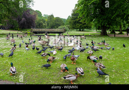 Buxton Derbyshire UK - Pigeons and wildfowl feeding in Pavilion Gardens Stock Photo