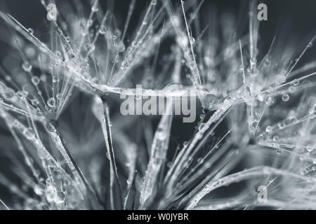 Close up at morning dew on the dandelion seeds. Stock Photo