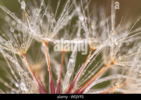 Close up at morning dew on the dandelion seeds. Stock Photo