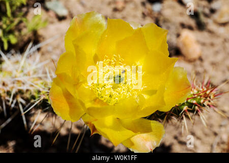 Common honeybee pollinating Opuntia polyacantha; Pricklypear Cactus; Cactaceae; Cactus; wildflowers in bloom, Central Colorado, USA Stock Photo