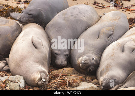 Sleeping northern elephant seals, Mirounga angustirostris, San Simeon, California, United States. Stock Photo