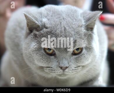 May 2019 – Face of a Pedigree Cat – British Grey Shorthair Looking Straight at The Camera Stock Photo
