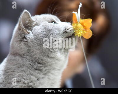 May 2019 – Face of a Pedigree Cat – British Grey Shorthair Looking Straight at The Camera Stock Photo