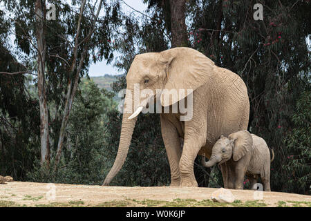 African elephants, kind loving tender relationship, mother and child, cute tiny baby elephant following mother, natural outdoor landscape Stock Photo