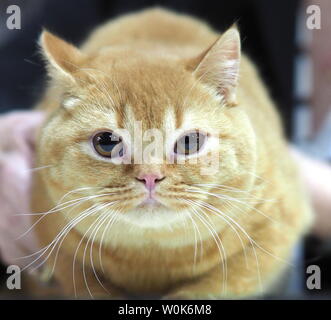 May 2019 – Face of a Pedigree Cat – British Grey Shorthair Playing With a Butterfly Stock Photo