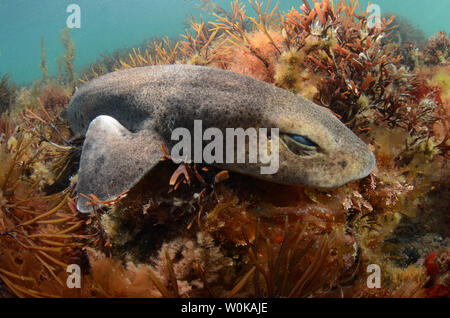 Small spotted catshark underwater in Wales Stock Photo