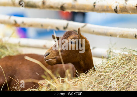 Calf inside a farm on the floor with hay Stock Photo