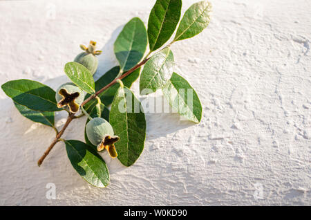 A branch with exotic feijoa fruits on a white background. View from above. Copy space, top view Stock Photo