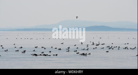 Puffins, guillemots and razorbills off Galta beag, Shiant islands Stock Photo
