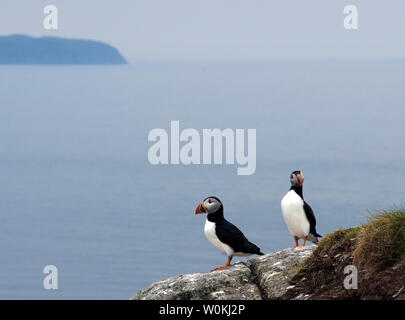 Puffins, Galta mor, Shiant islands, Scotland Stock Photo