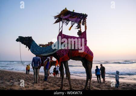 Diu, Daman, Gujarat, India - Circa 2019: Camel on beach with a hat, garlands and a palanquin giving rides to tourists as they flock to the coast to es Stock Photo