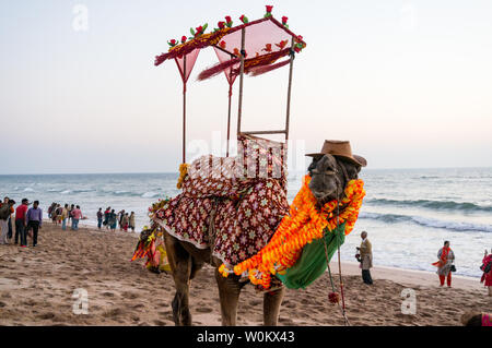 Diu, Daman, Gujarat, India - Circa 2019: Camel on beach with a hat, garlands and a palanquin giving rides to tourists as they flock to the coast to es Stock Photo