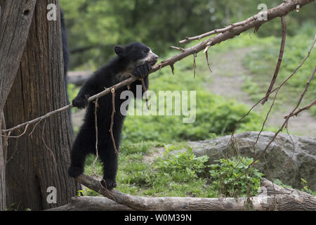 A male Andean bear cub, born over the winter at WCS's (Wildlife Conservation Society) Queens Zoo, has made his public debut as seen in this photograph released on May 4, 2017. The cub is the first Andean bear born in New York City. The unnamed cub now weighs 25lbs and is ready to venture into the zoo's bear habitat with his mom to start exploring. Andean bears are the only bear species native to South America. They are also known as spectacled bears due to the markings on their faces that sometimes resemble glasses. They have characteristically short faces and are relatively small in compariso Stock Photo