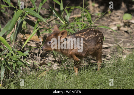 A southern pudu fawn (Pudu puda) - the world's smallest deer species - was born at the WCS's (Wildlife Conservation Society) Queens Zoo. The Queens Zoo has seen substantial success with its pudu breeding program in recent years, having produced four fawns in the last five years. Pudu have some interesting behavioral adaptations for a deer species. They bark when they sense danger, and when chased, they run in a zig-zag pattern to escape predators. The fawn was born on May 17 and is male. The white spots, characteristic to newborns of many deer species, will fade and disappear as the fawn gets Stock Photo