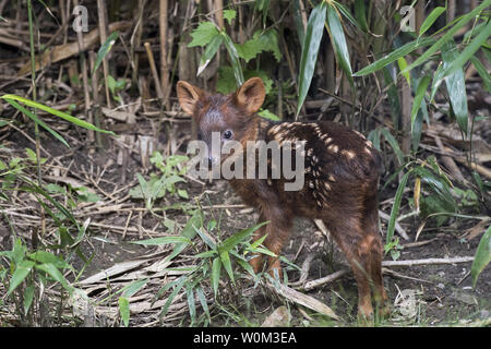 A southern pudu fawn (Pudu puda) - the world's smallest deer species - was born at the WCS's (Wildlife Conservation Society) Queens Zoo. The Queens Zoo has seen substantial success with its pudu breeding program in recent years, having produced four fawns in the last five years. Pudu have some interesting behavioral adaptations for a deer species. They bark when they sense danger, and when chased, they run in a zig-zag pattern to escape predators. The fawn was born on May 17 and is male. The white spots, characteristic to newborns of many deer species, will fade and disappear as the fawn gets Stock Photo