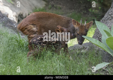 Southern Pudu ((Pudu Puda / Pudu Pudu) Male, World's Smallest Deer ...