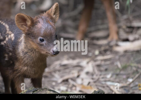 Southern Pudu ((Pudu Puda / Pudu Pudu) Male, World's Smallest Deer ...