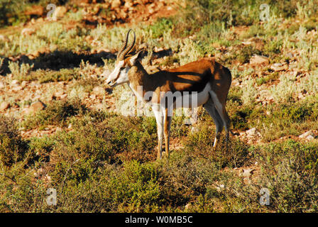 A cute baby Impala antelope. Photographed while on safari in South Africa. Stock Photo