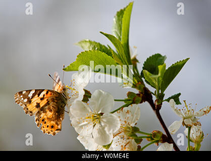 Painted lady butterfly, Vanessa cardui in blooming cherry flowers