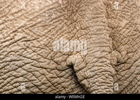 Old wrinkled dry elephant skin, closeup texture, endangered species, aging tough hide, conservation Stock Photo