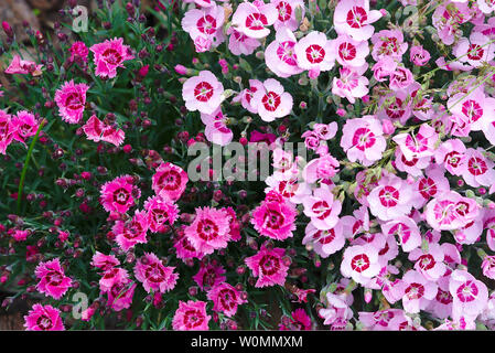 light and dark pink carnation flowerbed, Dianthus, Caryophyllaceae Stock Photo