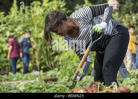 https://l450v.alamy.com/450v/w0mn29/first-lady-michelle-obama-joins-elementary-school-students-to-dig-up-sweet-potatoes-during-the-annual-fall-harvest-of-the-white-house-kitchen-garden-in-the-south-lawn-on-october-14-2014-the-students-from-the-star-school-willow-cove-elementary-school-harriet-tubman-elementary-greenview-elementary-school-and-bancroft-elementary-school-learn-about-how-food-is-grown-as-part-of-the-first-ladys-larger-initiative-to-help-children-and-families-lead-healthier-lives-leigh-vogelupi-w0mn29.jpg