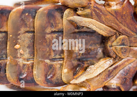 Scorpion is a detachment of arthropods from the class Arachnida. bottom view, belly with solid protective shields on the shell, macro Stock Photo