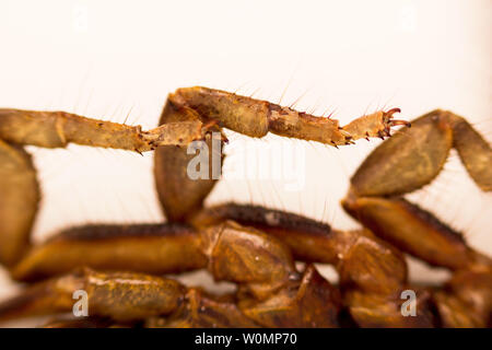 Scorpion is a detachment of arthropods from the class Arachnida. bottom view, legs, macro Stock Photo