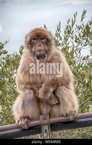 Macaco of Gibraltar looking curious and being relaxed Stock Photo