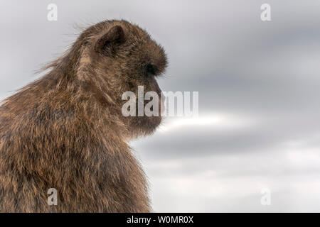 Macaco of Gibraltar looking curious and being relaxed Stock Photo