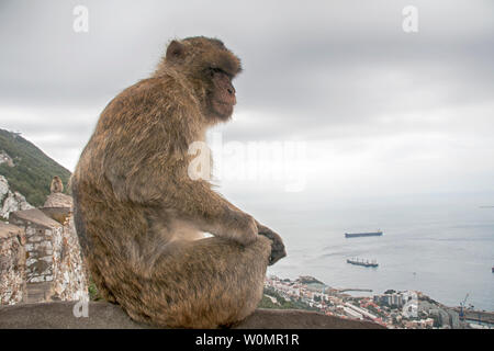 Macaco of Gibraltar looking curious and being relaxed Stock Photo