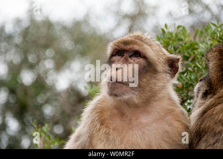 Macaco of Gibraltar looking curious and being relaxed Stock Photo