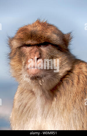 Macaco of Gibraltar looking curious and being relaxed Stock Photo