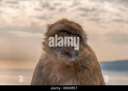 Macaco of Gibraltar looking curious and being relaxed Stock Photo