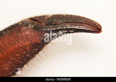 Scorpion is a detachment of arthropods from the class Arachnida. view chela, macro. white background Stock Photo