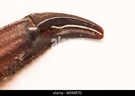 Scorpion is a detachment of arthropods from the class Arachnida. view chela, macro. white background Stock Photo