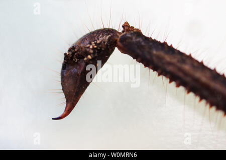 Scorpion is a detachment of arthropods from the class Arachnida. kind of tail with a poisonous sting. zodiac signs concept, macro Stock Photo